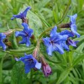 Buglossoides purpurocaerulea